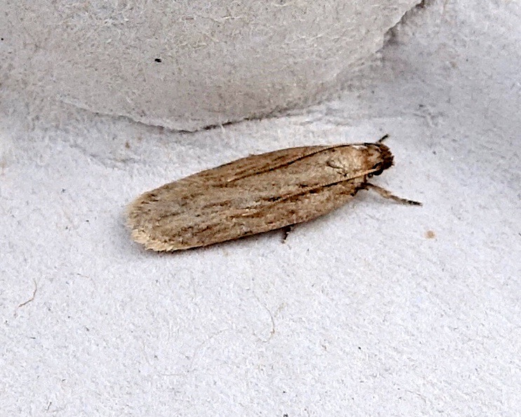 depressaria daucella